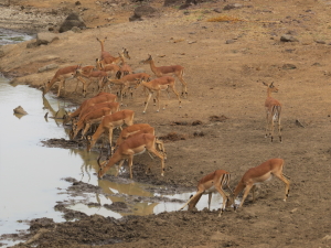 Impala drinking water