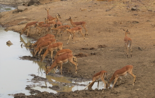 Impala drinking water